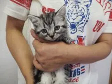 アメリカンショートヘア【三重県・女の子・2016年3月31日・シルバータビー】の写真3