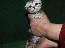 スコティッシュフォールド【三重県・女の子・2016年2月10日・シルバータビー】の写真4