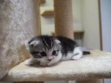 スコティッシュフォールド【三重県・男の子・2017年3月2日・シルバータビー&ホワイト】の写真4