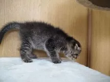 スコティッシュフォールド(折れ耳)【三重県・女の子・2018年6月30日・ブラウンタビー】の写真4