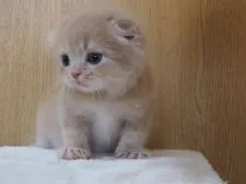 スコティッシュフォールド(折れ耳)【三重県・女の子・2018年6月12日・クリームタビー】の写真4