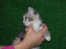 スコティッシュフォールド【三重県・女の子・2015年9月19日・ダイリュートキャリコ】の写真4