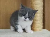 ブリティッシュショートヘア【三重県・男の子・2022年12月2日・ブルー&ホワイト】の写真5