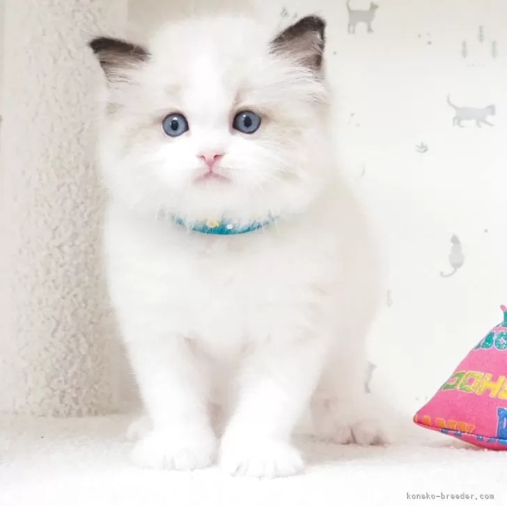 E.K 様のお迎えした子猫