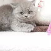 ブリティッシュショートヘア【三重県・男の子・2024年12月9日・ブルー】の写真1