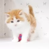 サイベリアン