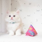 サイベリアン