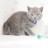 ブリティッシュショートヘア