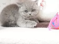 ブリティッシュショートヘア【三重県・男の子・2024年12月9日・ブルー】の写真4