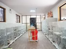 ブリティッシュショートヘア【三重県・男の子・2024年12月9日・ブルー】の写真5「清潔な猫舎ですくすく育ってます」