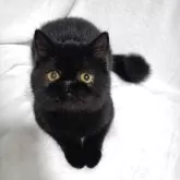 エキゾチックショートヘア