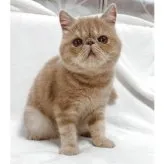 エキゾチックショートヘア