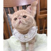 エキゾチックショートヘア