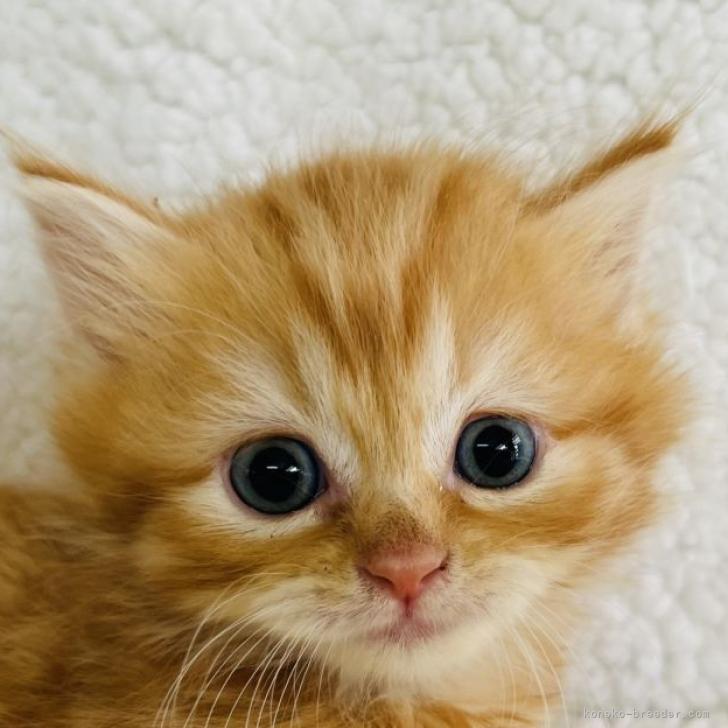 マンチカン 短足 千葉県 男の子 22年9月28日 レッドタビー 可愛い 男の子です ロング ヘアー みんなの子猫ブリーダー 子猫 Id 2211 マンチカン 短足 千葉県 男の子 22年9月28日 レッドタビー 可愛い 男の子です ロング ヘアー みんなの子猫ブリーダー 子猫 Id 2211