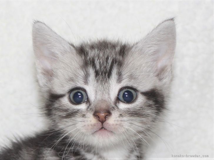 アメリカンショートヘア 千葉県 男の子 21年4月8日 シルバ タビ 可愛い 男の子です みんなの子猫ブリーダー 子猫id 2105 アメリカンショートヘア 千葉県 男の子 21年4月8日 シルバ タビ 可愛い 男の子です みんなの子猫ブリーダー 子猫id 2105