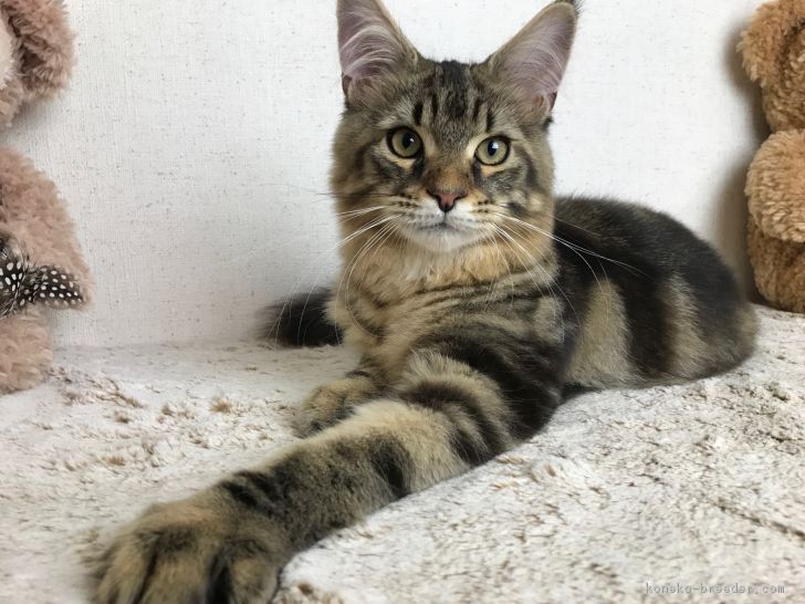 ID:1709-00230の子猫
