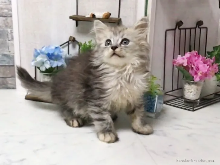 ID：1706-00821の子猫