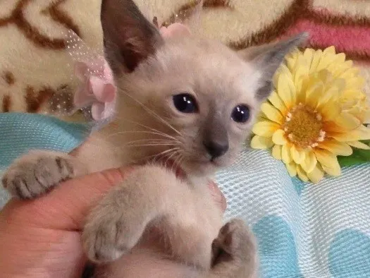 ID:1406-00008の子猫