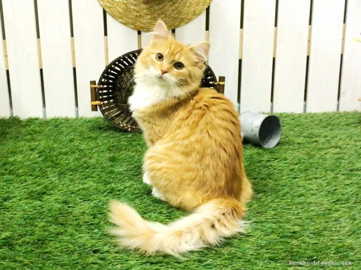ID:1703-00604の子猫