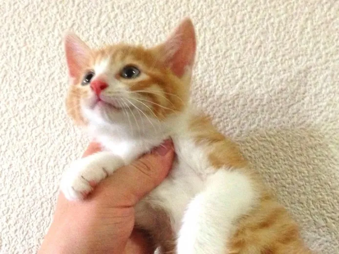 ID:1309-00176の子猫