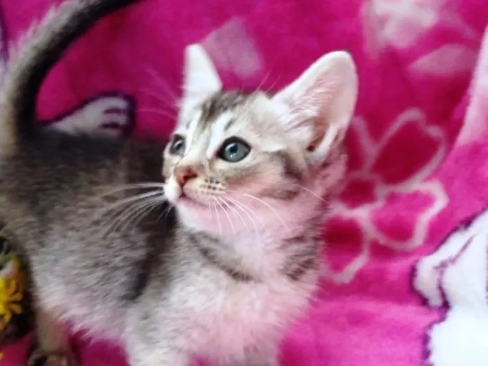 ID:1308-00020の子猫