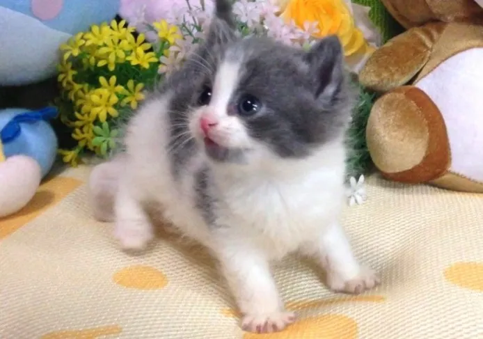 ID：1404-00168の子猫