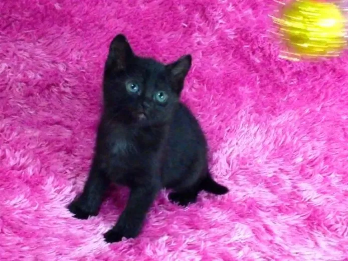ID:1401-00223の子猫