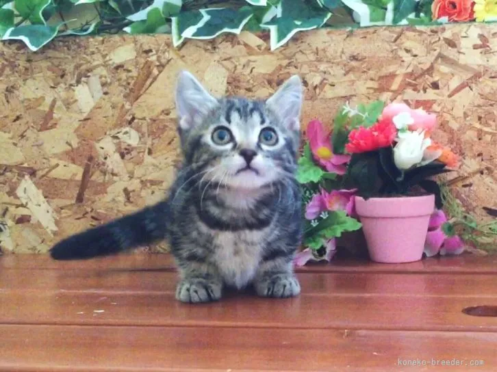 ID:1601-00459の子猫