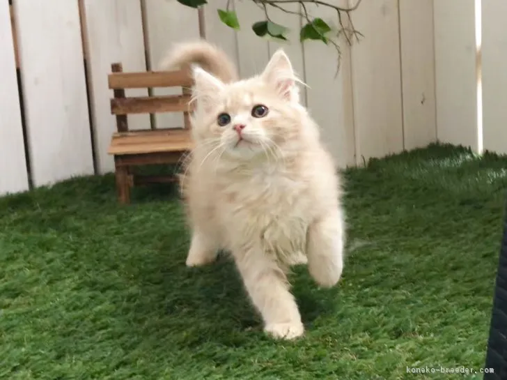 ID：1712-00714の子猫