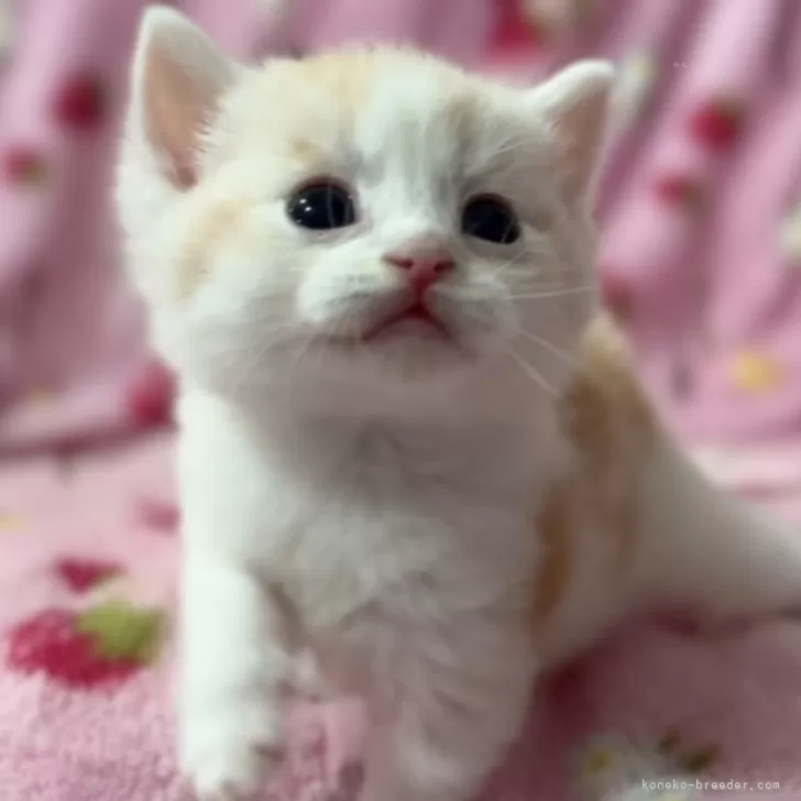 ID：2410-02425の子猫