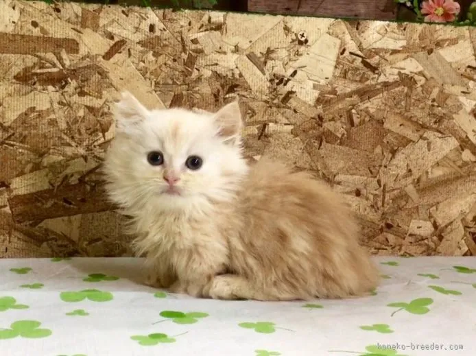 ID:1511-00034の子猫