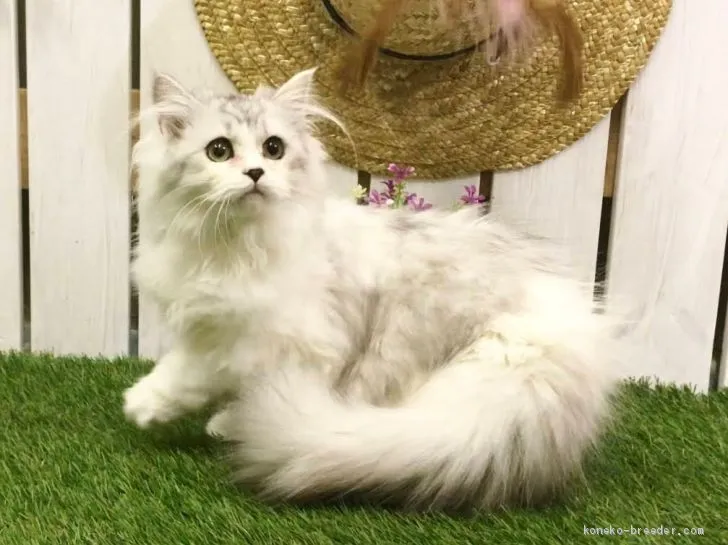 ID：1910-01643の子猫