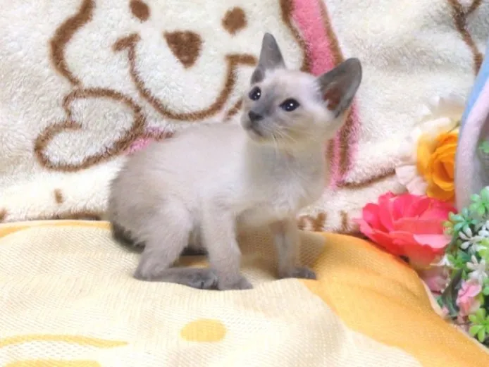 ID：1412-00022の子猫