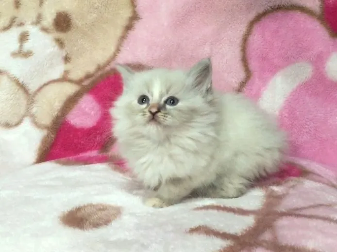ID:1502-00096の子猫