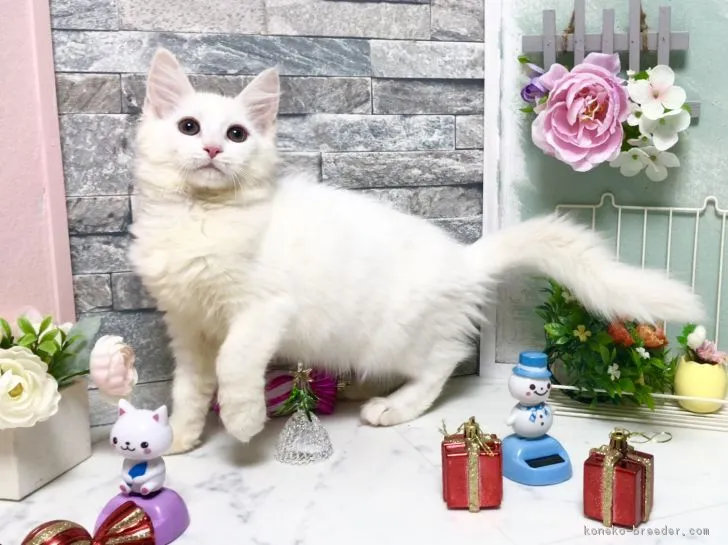 ID：1711-00806の子猫