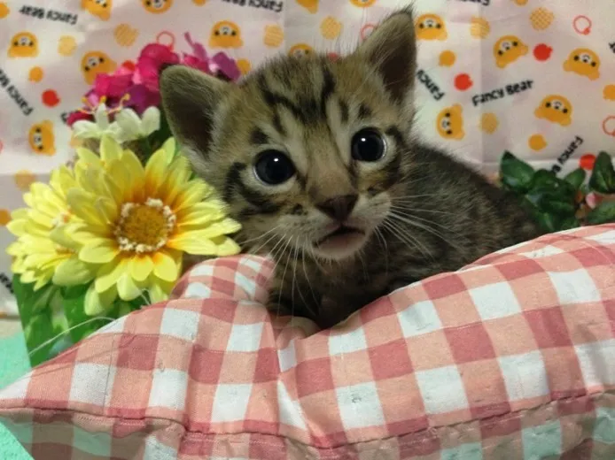 ID:1210-00027の子猫