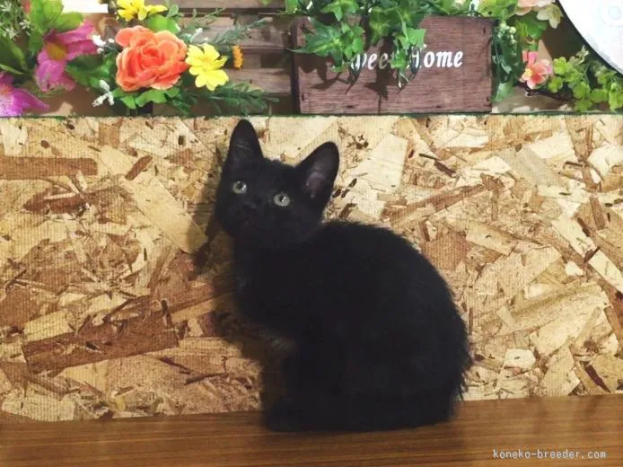 ロシアン×ペルシャ系【北海道・男の子・2015年7月9日・ブラック(ソリッド)】の写真1