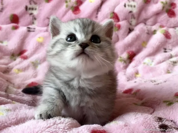 ID:2102-00937の子猫