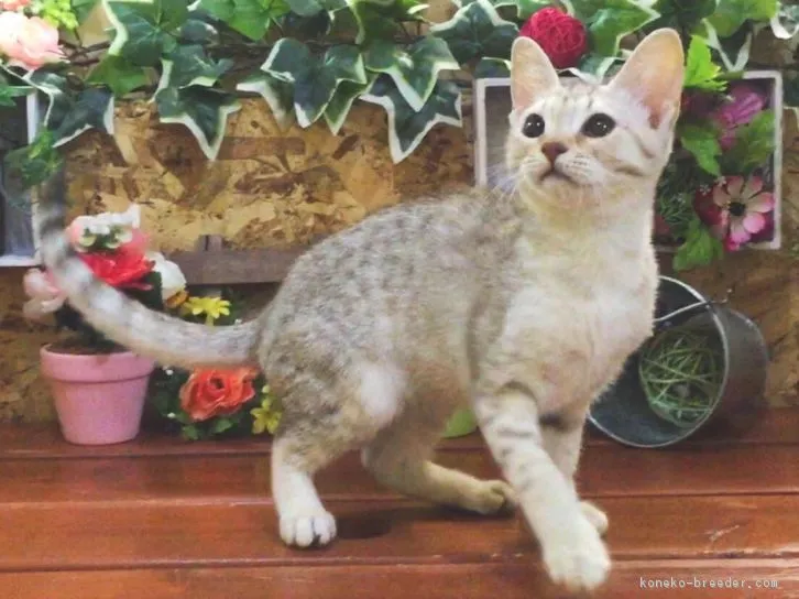 ID:1609-00136の子猫