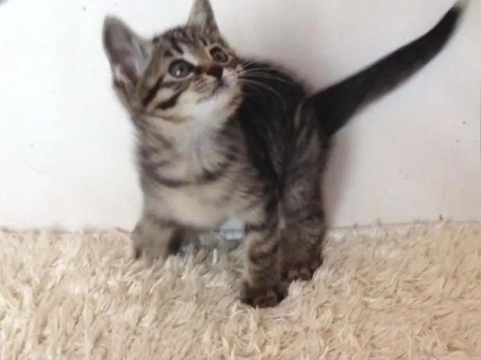 ID:1401-00126の子猫