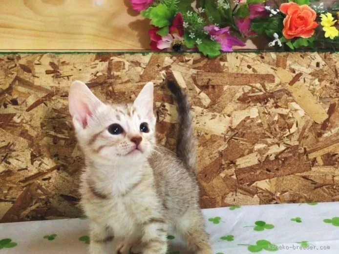 ID：1509-00257の子猫
