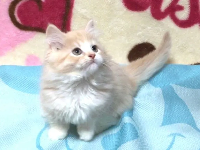 ID:1502-00029の子猫