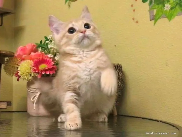 ID：1910-01607の子猫