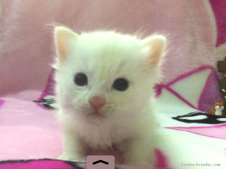 ID:1701-00231の子猫
