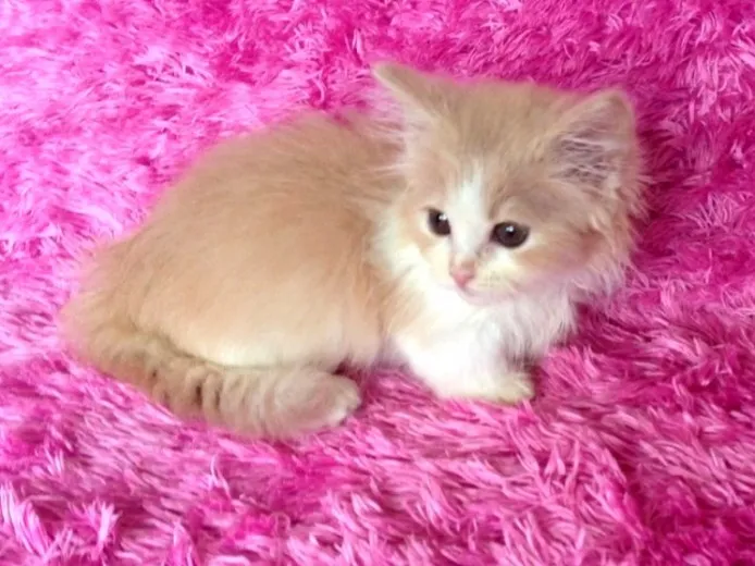 ID:1403-00332の子猫