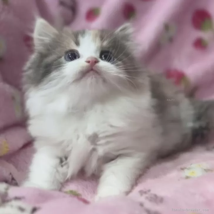 ID：2410-00666の子猫