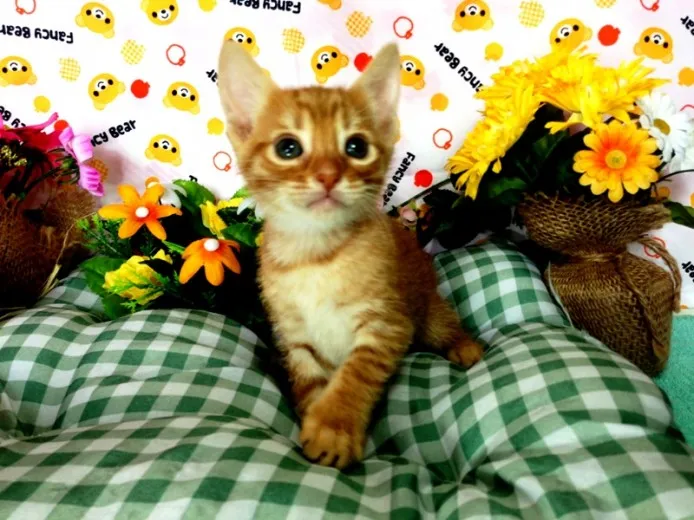 ID:1209-00183の子猫
