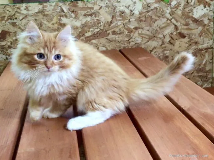 ID：1509-00161の子猫