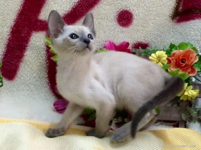 ID:1508-00255の子猫