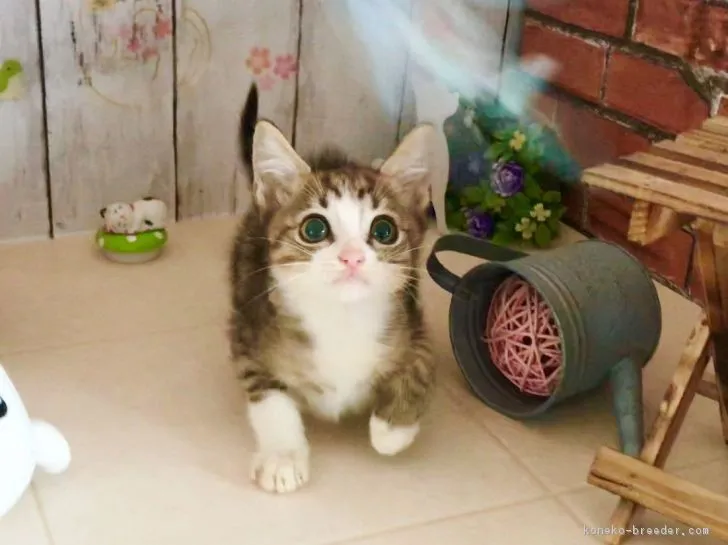 ID：1811-00361の子猫